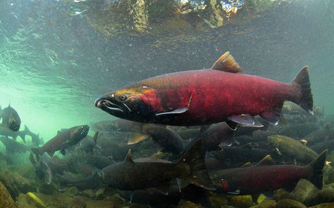 Giant Coho Salmon | by Fish as art Salmon Fish Animal, Salmon Art, Salmon Species, Chum Salmon, Fish Board, Coho Salmon, Pacific Salmon, Salmon Farming, Wild Caught Salmon