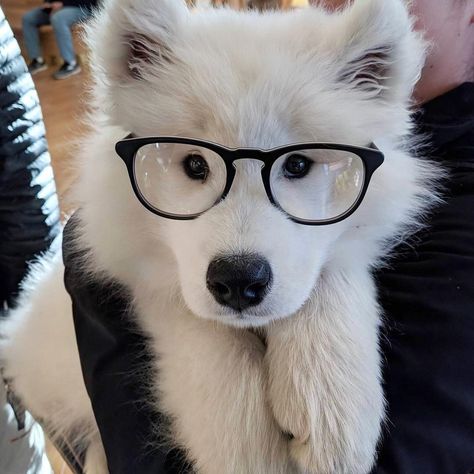 298 Likes, 2 Comments - samoyed 101 (@samoyed_101) on Instagram: “👍💚 🐶 👓 when you look like the dog in your @instagram feed. @tofu_stories Wearing @warbyparker 💞 📷…” Samoyed Dog, Love Cute, The Cutest, Cute Dogs, Dogs, White, Black