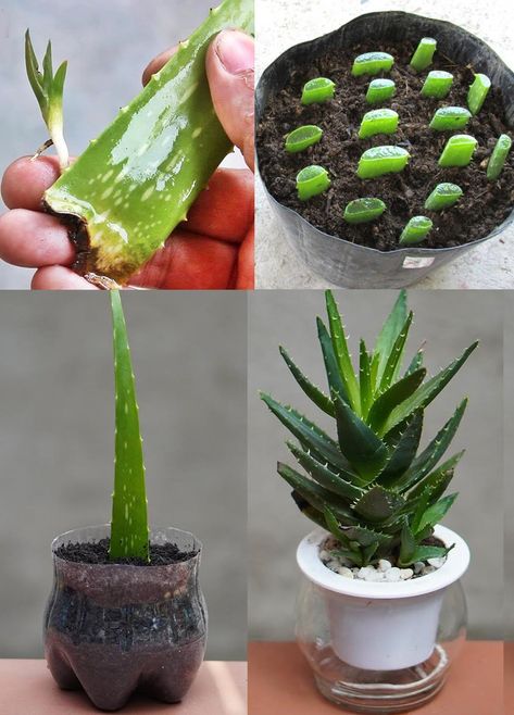 A Step-by-Step Guide to Propagating... - Plants and gardening Grow Aloe From Clipping, Propagating Aloe Vera, Aloe Propagation, Propagating Aloe, Propagate Aloe, Propagate Aloe Vera, Growing Aloe Vera, Plants And Gardening, Aloe Plant