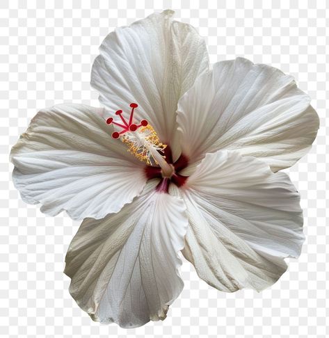 Hibiscus Transparent Png, White Hibiscus Flower, Png Light, Light Flowers, Png Flowers, Flowers Tropical, White Hibiscus, Bloom Blossom, Clear Background