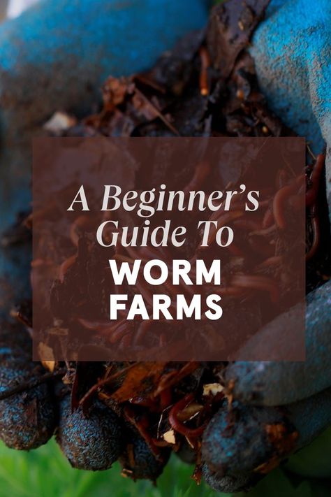 Worm farms are one of the most efficient ways to get fantastic fertiliser for your garden, while disposing of food scraps sustainably. The best part is that they’re so easy to maintain once established. Gardening Inspiration, Worm Farm, Food Scraps, Plants Garden, Garden Supplies, Best Food, Beginners Guide, Garden Inspiration, Best Foods