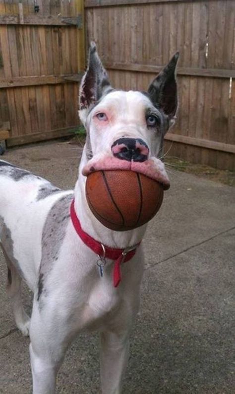 Acid Picdump 1 (52 pics) Biggest Great Dane, Great Dane Funny, Photo Memes, Goofy Dog, Great Danes, Great Dane Puppy, Dane Dog, Great Dane Dogs, Indoor Dog