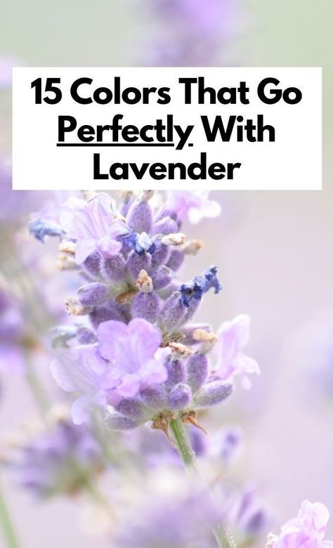 Discover 15 stunning colors that pair perfectly with lavender, whether you're decorating a room, planning a wedding, or creating a cohesive color scheme. Colors That Match With Lavender, Colors To Pair With Lavender, Colors That Complement Purple, How To Pair Lavender Color, What Colors Go With Lavender, Colors That Compliment Lavender, Colors That Go With Light Purple, Lavender Complementary Colors, Lavender Room Decor Ideas