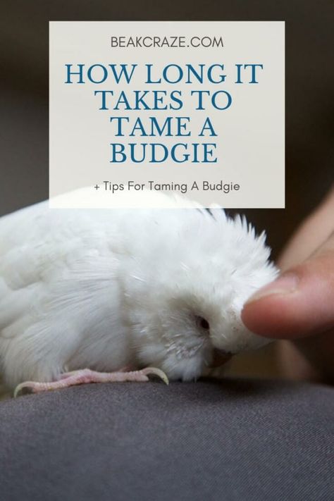 How Long Does It Really Take To Tame A Budgie? Fancy Parakeet, Parakeet Names, Baby Parakeets, Parakeet Colors, Parakeet Care, Diy Bird Cage, Parakeet Toys, Budgie Toys, Diy Bird Toys