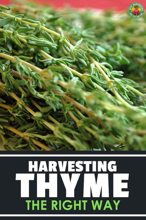 Fresh Thyme Uses, Fresh Thyme Recipes, Freezing Fresh Thyme, How To Dry Fresh Thyme, Preserving Fresh Thyme, How And When To Harvest Herbs, How To Freeze Fresh Thyme, How To Preserve Thyme, How To Preserve Fresh Thyme