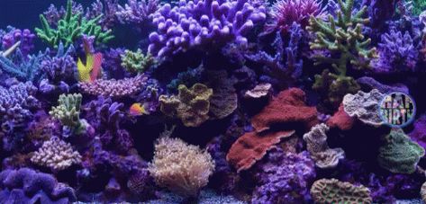 Aquarium GIF - Aquarium - Discover & Share GIFs Aquarium Gif, Animated Pics, Gif Background, Banner Gif, Animated Gif, Cool Gifs, Gif