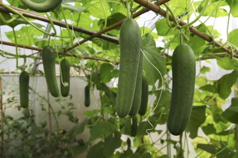 Tips for Growing Cucumbers in Pots Cucumber Companion Plants, Growing Cucumbers Vertically, Growing Tomatoes In Containers, The Whoot, Cucumber Plant, Growing Cucumbers, Garden Vines, Greenhouse Growing, Have Inspiration