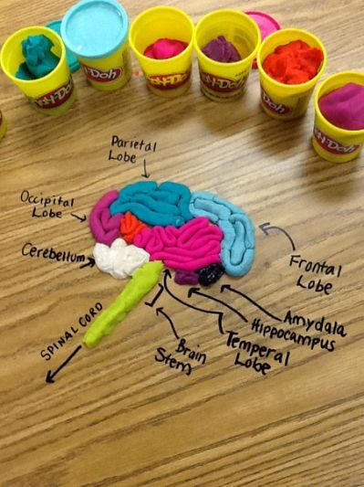 Playdough Brain Model, Dan Očeva, Brain Project, Body Systems Project, Human Body Unit Study, Human Body Projects, Cardboard Construction, Brain Models, Human Body Science