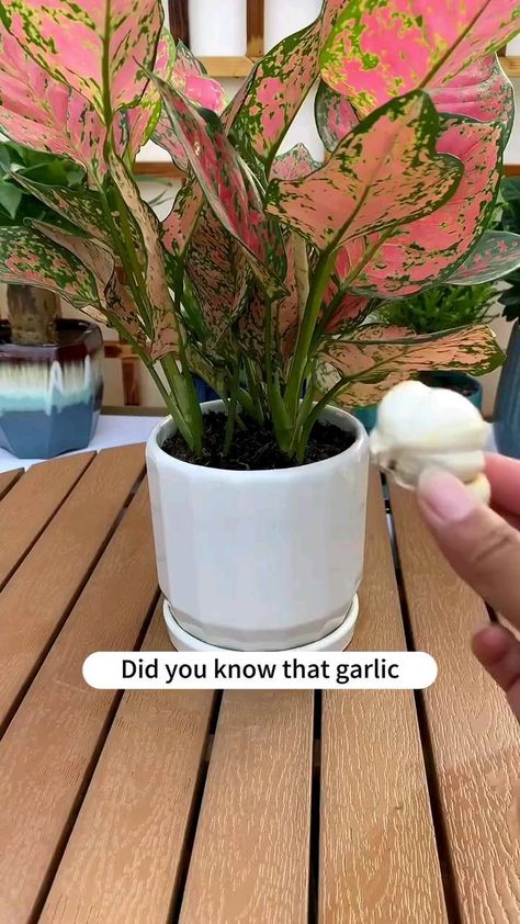 Gardening | Housewife | Farm | How to promote flower growth with garlic? #soiltester #garden #flowers #plants #flower #gardening #plant #plantlover #plantlife #gardenlove… | Instagram Plant Drainage Ideas, Fertilizer For Flowers, Garden Hacks Diy, Grafting Plants, Plants Care, Small Vegetable Gardens, Vegetable Garden Planning, Plant Care Houseplant, Vegetable Garden Diy