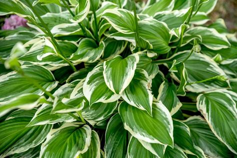 Hostas Indoors, Hosta Francee, Hosta June, Large Yard Landscaping, Hosta Care, Variegated Hosta, Summer Blooming Flowers, Full Shade Plants, Hosta Varieties