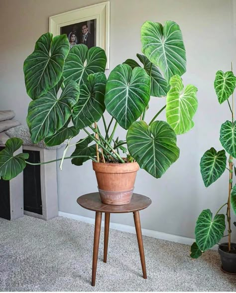 Philodendron Gloriosum Care: 5 Essential Tips for a Thriving Plant 8 Beautiful Indoor Plants, Philodendron Gloriosum, Orchid Flower Arrangements, Being In A Relationship, Plant Goals, Philodendron Plant, My Plant, Philodendron Monstera, Farm Crafts