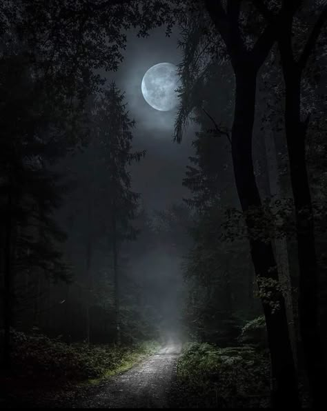 Object Of Desire, Background Reference, Dark Naturalism, Dark Forest Aesthetic, Background Nature, Moonlight Painting, Rain Wallpapers, Forest Background, Foggy Forest