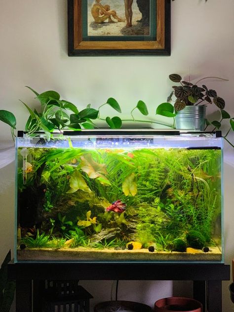 This is getting a little out of control…. : PlantedTank Aesthetic Fish Tank Ideas, Fish Tank Aesthetic, Cool Fish Tank Decorations, Fish Tank Themes, Aquarium Garden, Fish Tank Terrarium, Taman Air, Diy Fish Tank, Cool Fish Tanks