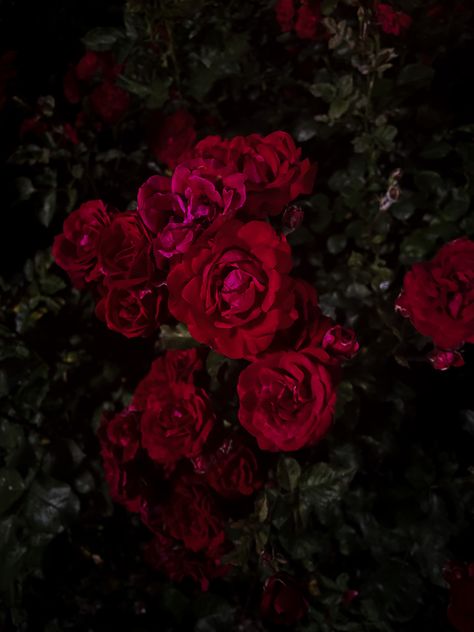 Rouge Mona Awad Aesthetic, Roses At Night, Sun Aesthetics, I Am Aesthetic, Mona Awad, Am Aesthetic, So Scarlet It Was Maroon, Rose Night, Dark Red Roses