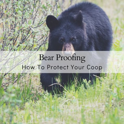 7 Ways To BEST Bear Proof Your Chicken Coop – The Farmers Cupboard Duck Pens, Backyard Chicken Farming, Duck House, Raising Backyard Chickens, Chicken Feeder, Chicken Runs, Chicken Farm, How To Protect Yourself, Chickens Backyard