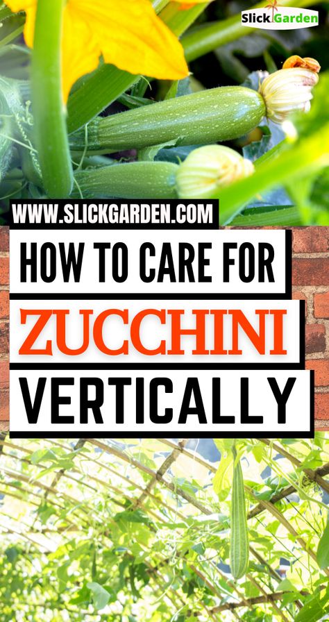 How to care for Zucchini Vertically. There are many reasons for growing a prolific vegetable like zucchini in a pot. A single plant of zucchini can give you an abundant harvest during the summer season. How To Grow Zucchini In A Pot, Zucchini In Pots Growing, Zucchini Plants In Pots, Staking Zucchini Plants, Vertical Zucchini Garden, How To Grow Zucchini Vertically, Growing Zucchini Vertically, Canned Zucchini, Garden Zucchini