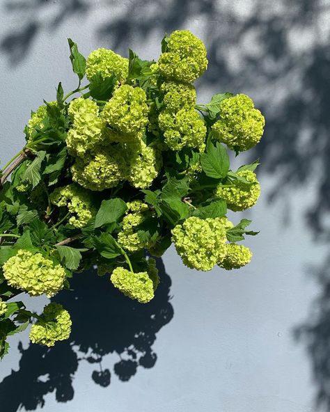 Kelly Thomas on Instagram: “Guelder-Rose  First pick of the season, and we just can’t get enough!! . . . #guelderrose #thefloraldecorator #firstpick #lovewhatwedo…” Lichfield Angel Rose, Elbereth Gilthoniel, Rozen Gaiser Elizalde, Guelder Rose, House Plants, Canning, Plants, Flowers, On Instagram