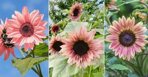 9 Stunning Types of Pink Sunflower Varieties Midnight Oil Pink Sunflowers, Sunflower Varieties, Types Of Pink, Save Seeds, Giant Sunflower, Planting Sunflowers, Midnight Oil, Pink Sunflowers, Red Petals