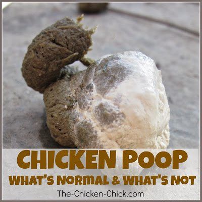 Chicken Poop, Raising Chicks, Urban Chickens, Backyard Chicken Farming, Chicken Life, The Digestive System, Chicken Health, Raising Backyard Chickens, Chicken Chick