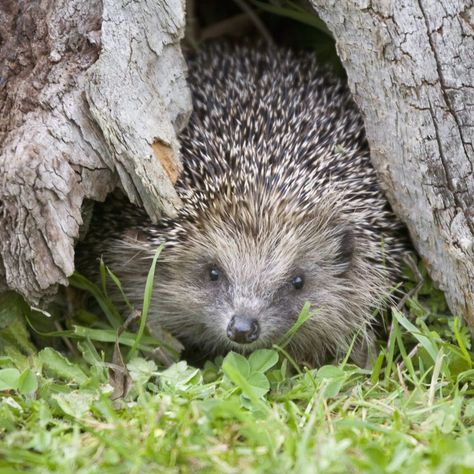 European Hedgehog (Erinaceus europaeus) in tree hollow, St Tiggywinkles, Buckinghamshire, UK European Hedgehog, Tree Hollow, Garden At Night, Wildlife Garden, A Hedgehog, British Wildlife, Wildlife Gardening, Garden Signs, Hedgehogs