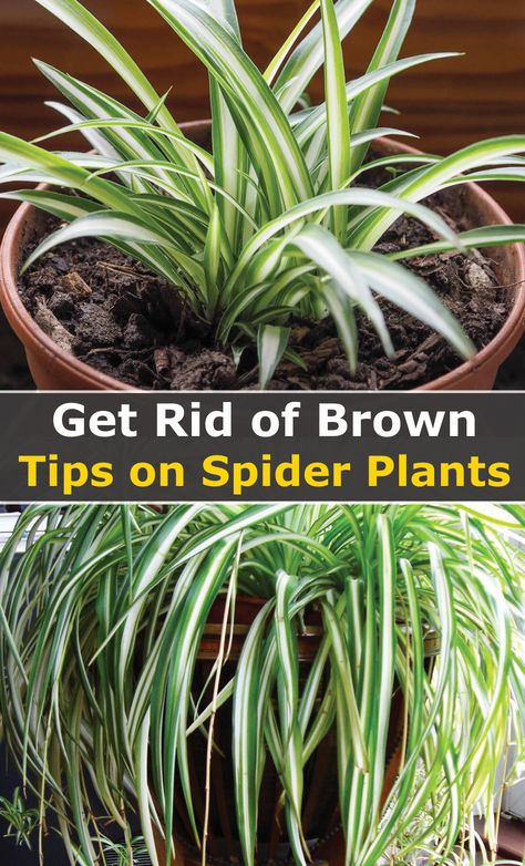 Spider Plant Pot Ideas, Spider Plant Topiary, Spider Plant Brown Tips, Inside House Plants, Spider Plant Care, Plants Tips, Brown Tips, Porch Plants, Outside Plants