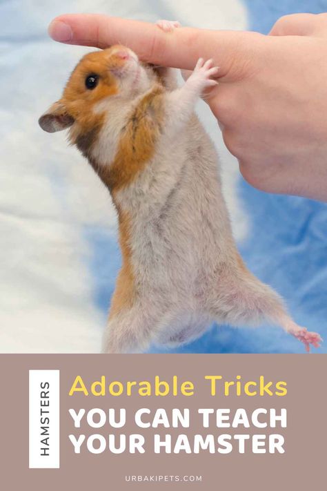 How To Make Hamster Toys, How To Hold A Hamster, Hamster Toy Ideas, Hamster Tricks, Homemade Hamster Toys, Natural Hamster Cage Ideas, Hamster Craft, Hamster Toys Diy, Mochi Boba