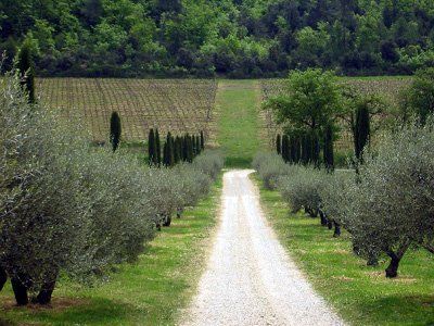 Olive grove lining dirt road.  // Great Gardens & Ideas // Tree Driveway, Driveway Landscape, Cypress Plant, Italian Cypress Trees, Memorial Plants, Italian Cypress, Plants At Home, Berry Plants, Driveway Landscaping