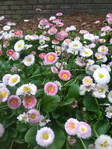 English Daisies English Daisy, Garden Daisy, Rocking The Daisies, English Daisies, Daisy Flower Garden Journey, Namaqualand Daisies, Sunflowers And Daisies, Cottage Garden Plants, Gerbera Daisy