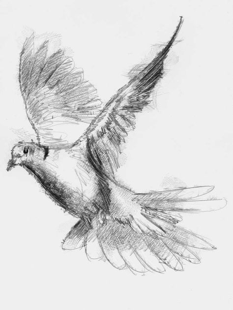 Dove Sketch, Dove Sketches, Dove Drawing, A Level Art Sketchbook, Bird Sketch, Art Drawing Sketch, Literature Art, Animal Sketches, Bird Drawings