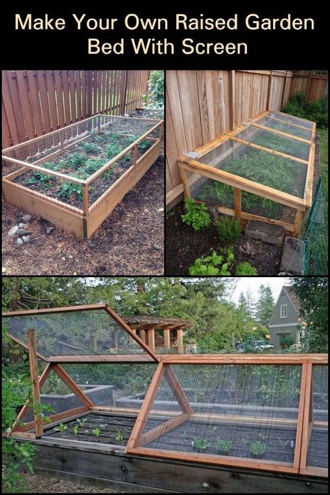 Bar Mini, نباتات منزلية, Diy Raised Garden, Backyard Vegetable Gardens, Raised Garden Beds Diy, Small Backyard Gardens, Garden Harvest, Veg Garden, Greenhouse Gardening