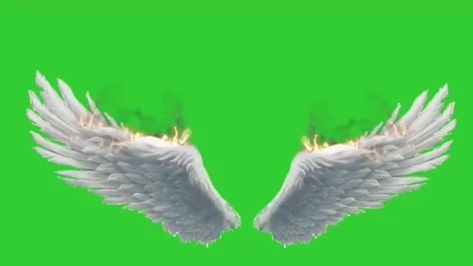 Get this stock video and more royalty-free footage. 3d buring real angel wings fla... ✔️Best Price Guaranteed ✔️Simple licensing. Download Now ➡️ Wings Green Screen, Angel Wings Green Screen, Angel Wing Overlay, Croma Key Video, St Patricks Day Pictures, Real Angels, Green Screen Footage, Steven Universe Wallpaper, Gacha Things