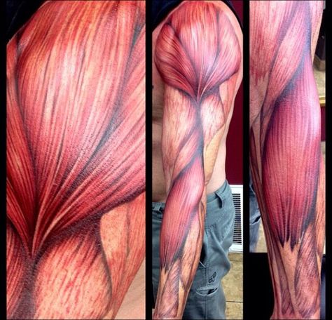 Muscle tattoo Forearm Muscle Anatomy, Anatomy Tattoo, Forearm Muscles, Muscle Tattoo, Muscle Anatomy, Thigh Muscles, Leg Sleeve Tattoo, Shoulder Muscles, Leg Sleeve