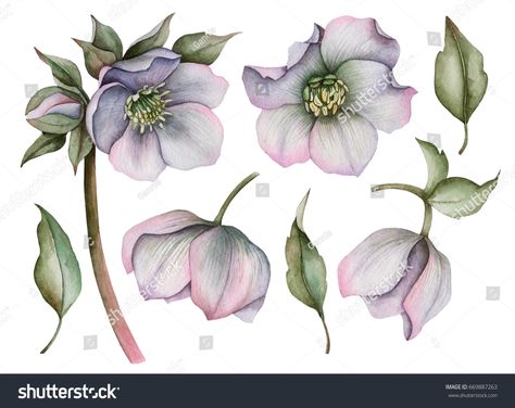 Hellebore Flowers, Floral Painted Furniture, Hellebore Flower, Digital Flower, Flower Art Drawing, Drawn Floral, Watercolor Set, Art Folder, Floral Illustration