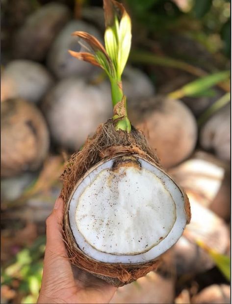 Amazon.com : 10 Plants Live Sprouted Coconut Tree Hawaiian Coconut Plants Drawf Coconut Plants, Ready to Planting : Patio, Lawn & Garden Sprouted Coconut, Plant Fungus, Coconut Tree, Lawn Garden, Sprouts, Planting, Lawn, Coconut, Patio