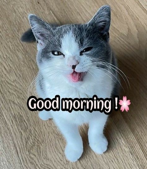 Good Morning Cats, Good Morning Cat, Morning Cat, Monday Memes, Messages For Friends, Cute Good Morning, Cute Animals Images, Morning Greeting, Animals Images