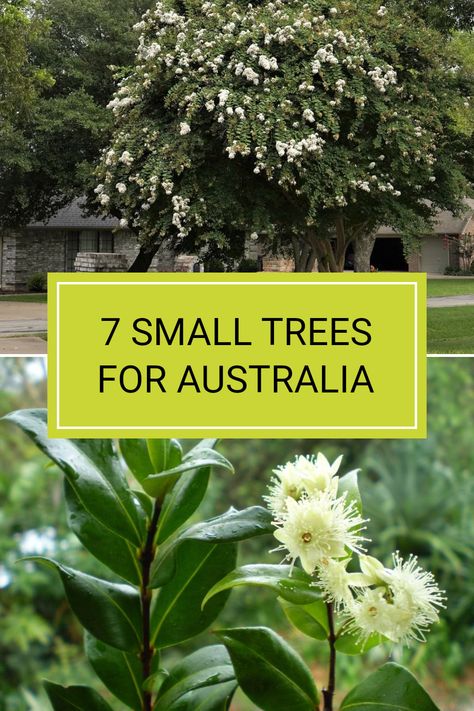 If you're looking to add beauty to restricted spaces, consider planting small trees that fit perfectly in smaller yards. From the elegant Crepe Myrtle to the charming Cercis chinensis ‘Avondale’, many varieties thrive in Australian conditions. These trees not only save space but also offer stunning flowers and foliage. Each one is well-suited for small gardens across Australia. Check out the full article to discover the best small trees for enhancing your landscape. Australian Backyard Landscaping, Trees For Small Gardens, Small Trees For Garden, Trees For Front Yard, Small Backyards, Ultimate Backyard, Stunning Flowers, Crepe Myrtle, Australian Garden