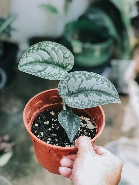 Scindapsus Pictus Exotica, Common House Plants, Scindapsus Pictus, Indoor House Plants, Plants Are Friends, Pothos Plant, Houseplants Indoor, Liquid Fertilizer, House Plants Indoor