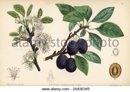 Beach Plum, Large Picture Frames, Medicinal Plants, Wonderful Images, Picture Library, Botanical Illustration, Apothecary, Bentley, Photographic Prints