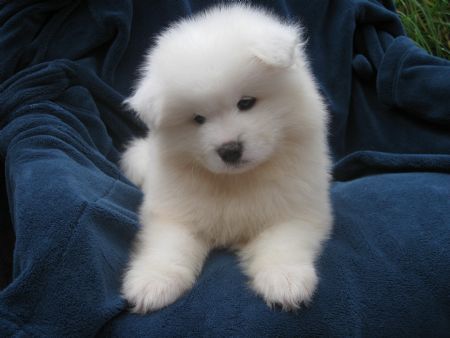 Dr Pets, Cutest Babies, Samoyed Puppy, Samoyed Dogs, Labrador Retriever Puppies, Fluffy Dogs, Newfoundland, Baby Dogs, Great Dane