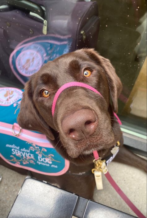 Pretty in pink 💘 Chocolate Lab Service Dog, Lab Service Dog, Puppy Things, Psychiatric Service Dog, Service Dog Patches, Dog Training School, Service Dogs Gear, Service Dog Training, Service Dog Vests