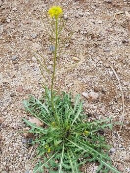 Tomato Hornworm, Edible Weeds, Desert Gardening, Portulaca Oleracea, Plant Help, Poisonous Plants, Desert Garden, Dandelion Flower, Master Gardener