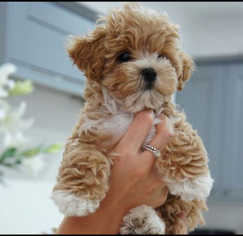 Funny Pictures Of Animals, Teacup Maltipoo, Cute Fluffy Puppies, Teddy Bear Puppies, Maltipoo Dog, Animals In Clothes, Cute Small Dogs, Puppy Mom, Teddy Bear Dog