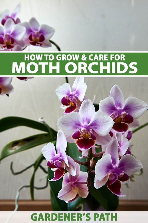 How to Grow and Care for Moth Orchids | Gardener’s Path Phalaenopsis Orchid Care, Orchids In Water, Orchid Plant Care, Household Plants, Apartment Plants, Growing Orchids, Moth Orchid, Orchid Care, Phalaenopsis Orchid