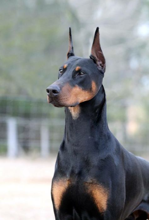 . Dobber Man Dog, Dobber Man, Doberman Dogs, Dream Dog, Purebred Dogs, Man And Dog, Types Of Dogs, Doberman Pinscher, Art Photos