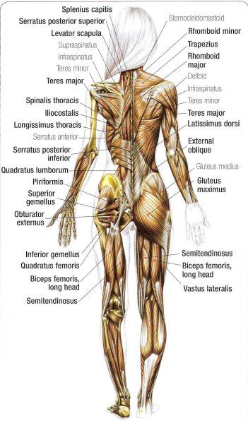 Workout Anatomy, Body Muscle Anatomy, Human Muscle Anatomy, Anatomy Images, Female Anatomy Reference, Basic Anatomy And Physiology, Anatomy Sculpture, Human Body Anatomy, Anatomy Tutorial