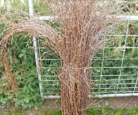 Winter Birch Branches Weeping Birch, Coastal Flowers, Birch Branches, Seasonal Displays, Greenery Wedding, Outdoor Ideas, Colour Tone, Garden Arch, Desktop Wallpaper