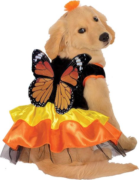 Monarch Butterfly Costume, Butterfly Costume, Dog Halloween Costumes, Dog Costumes, Dog Costume, Cat Costumes, Pet Costumes, Dog Dresses, Dog Halloween