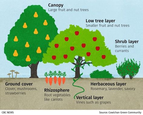 From lawn to Foggy Food Forest: How this family is creating an edible landscape | CBC News Permaculture Landscaping, Backyard Food Forest, Hydro Plants, Planting Food, Tree Guild, Homestead Plans, Smart Gardening, Food Forests, Food Forest Garden