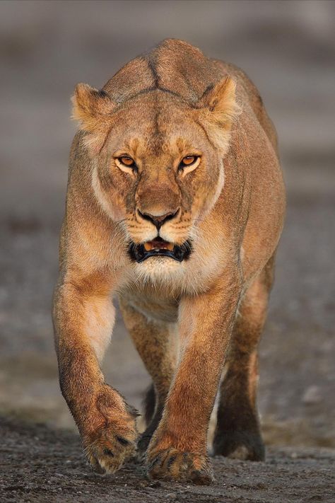 Tina Motta, Lioness Images, Female Lion, Lion Family, Lion And Lioness, Africa Wildlife, Inspiration Painting, Lion Images, Animal Study