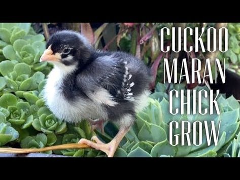 Cuckoo Marans Chicken, French Cuckoo Maran Chicken, Cuckoo Maran Chickens, Maran Chickens, Cuckoo Maran, Raising Chicks, Baby Chicken, One Month Old, Homesteading Skills